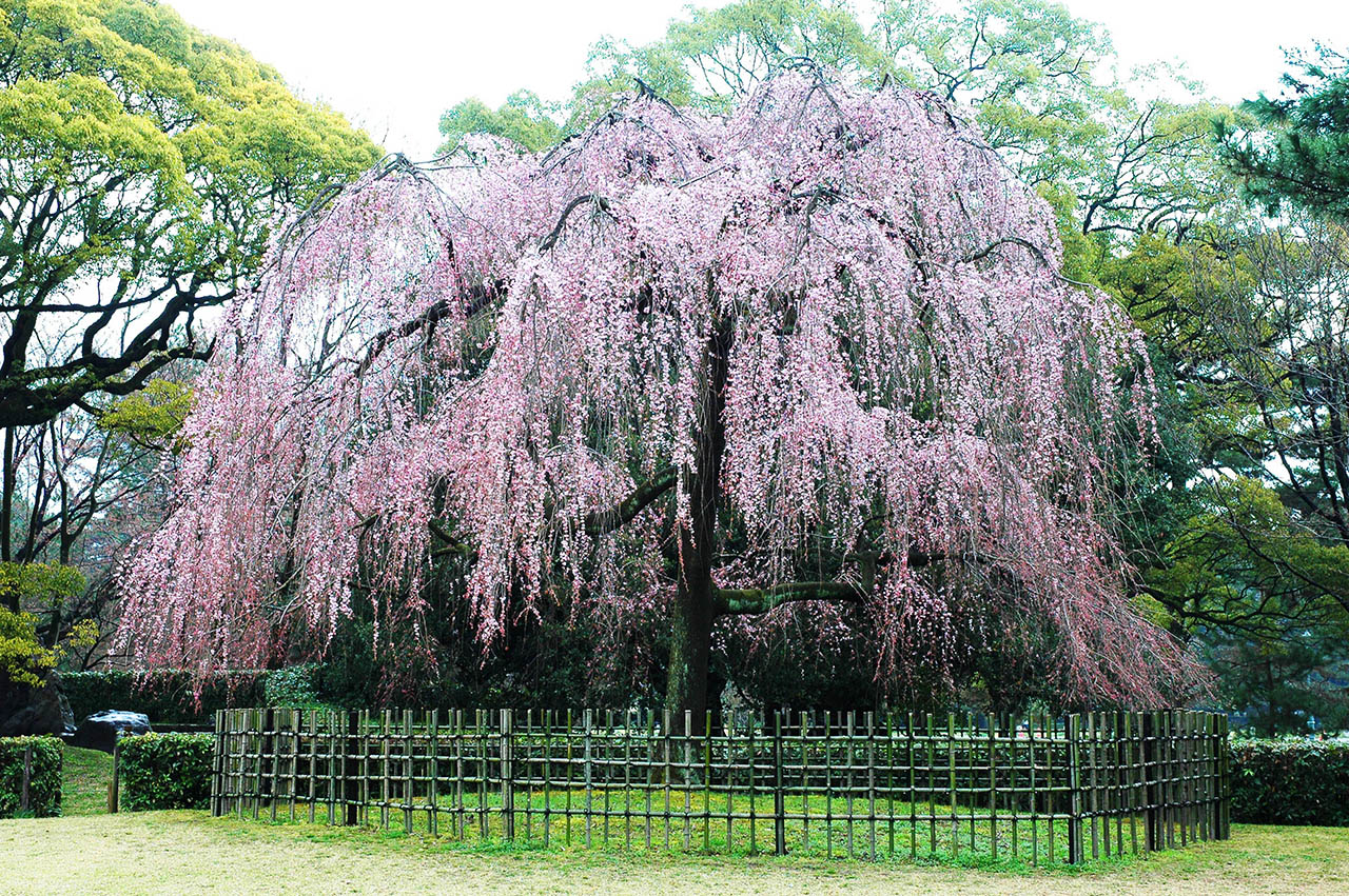 京都御苑「出水の枝垂桜」