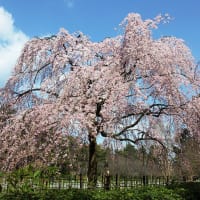 京都御苑「出水の枝垂桜」