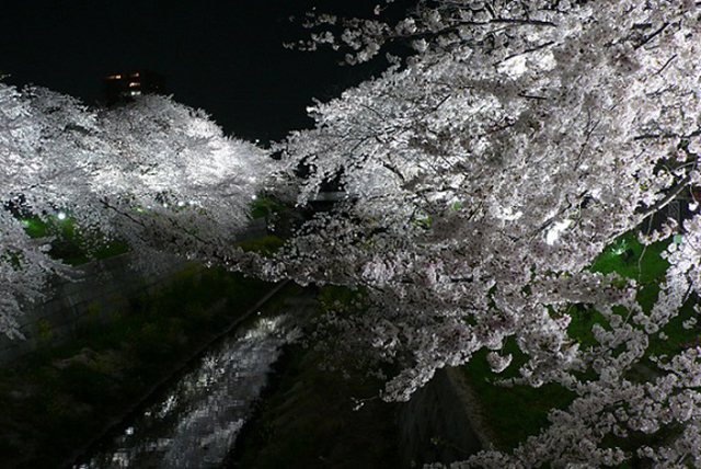 名古屋市瑞穂区「山崎川 四季の道」夜桜ライトアップ