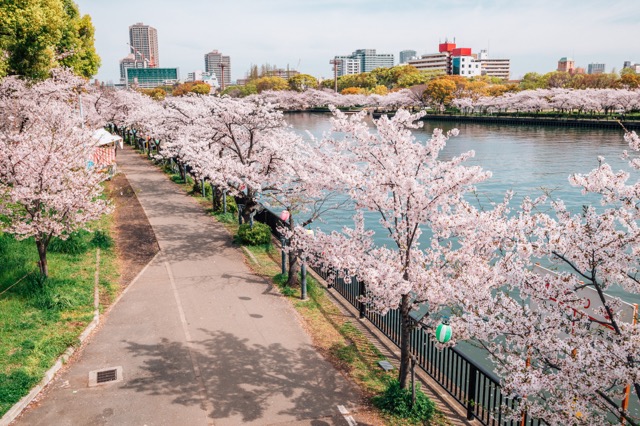 お花見特集 大阪の中心地を流れる川沿いにある圧巻の桜スポット 毛馬桜之宮公園 Tabizine 人生に旅心を