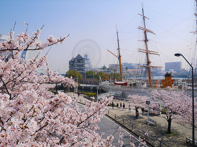 お花見特集 港町ならではの桜景色 横浜みなとみらい さくら通り Tabizine 人生に旅心を