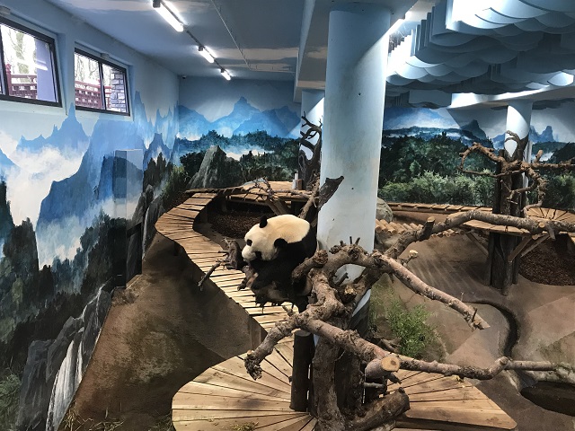 パンダ愛好家たちが認めた 世界一のパンダ動物園 を現地ルポ オランダ Tabizine 人生に旅心を