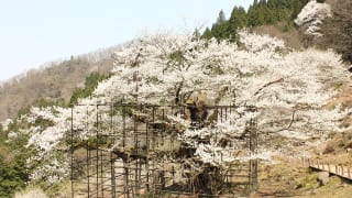 兵庫県養父市「樽見の大桜」