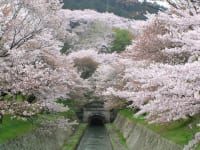 琵琶湖疏水の桜