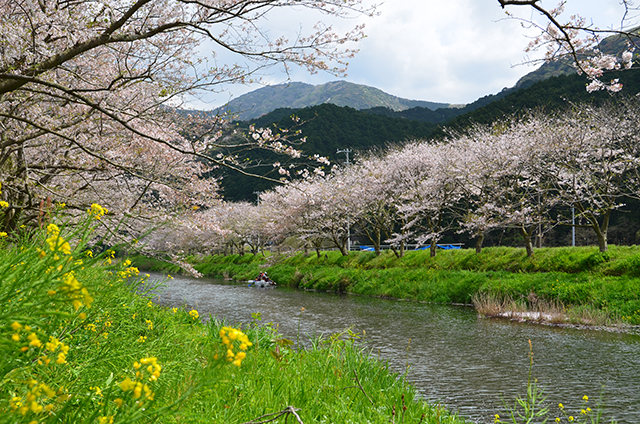 西伊豆松崎「那賀川」沿い桜並木