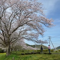 西伊豆松崎「那賀川」沿い桜並木