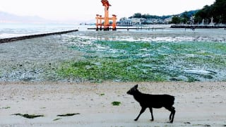 嚴島神社朝の大鳥居と鹿