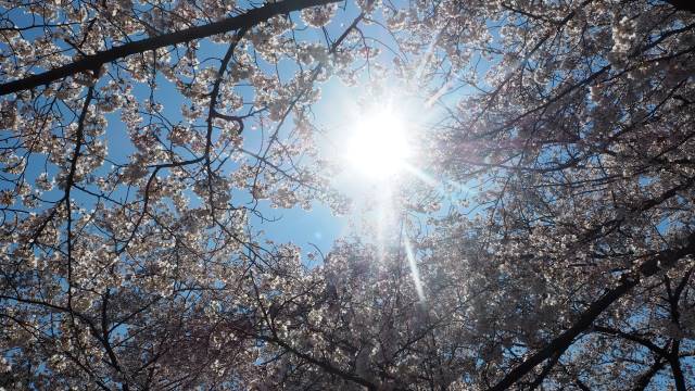 逆光の桜