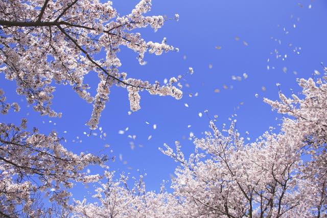 春風にさそわれ、桜咲く京の都へ　厳選！京都の桜名所11選