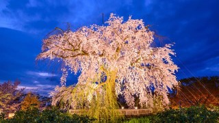 春風にさそわれ、桜咲く京の都へ　厳選！京都の桜名所11選
