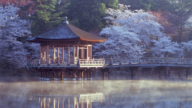 池に散る桜の花びら、一日で表情を変える「奈良公園・浮見堂 