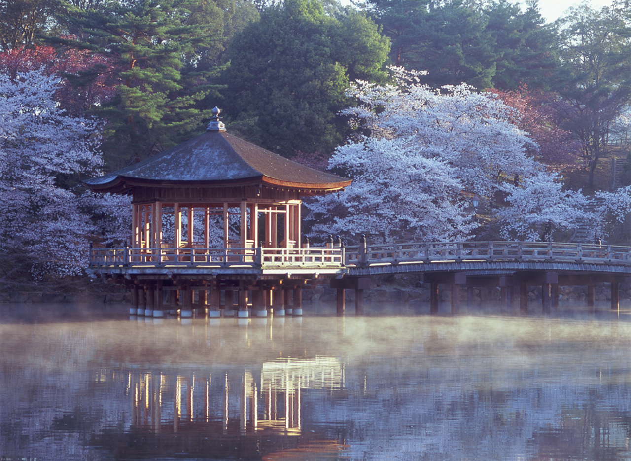 お花見特集 池に散る桜の花びら 一日で表情を変える 奈良公園 浮見堂 Tabizine 人生に旅心を