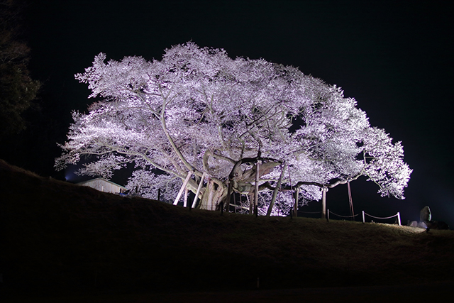 島根県浜田市「三隅大平桜」