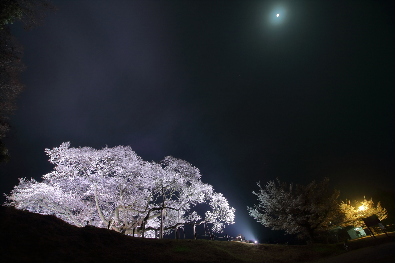 【お花見特集2020】雪が降り積もった小山に例えられる巨木「三隅大平桜」