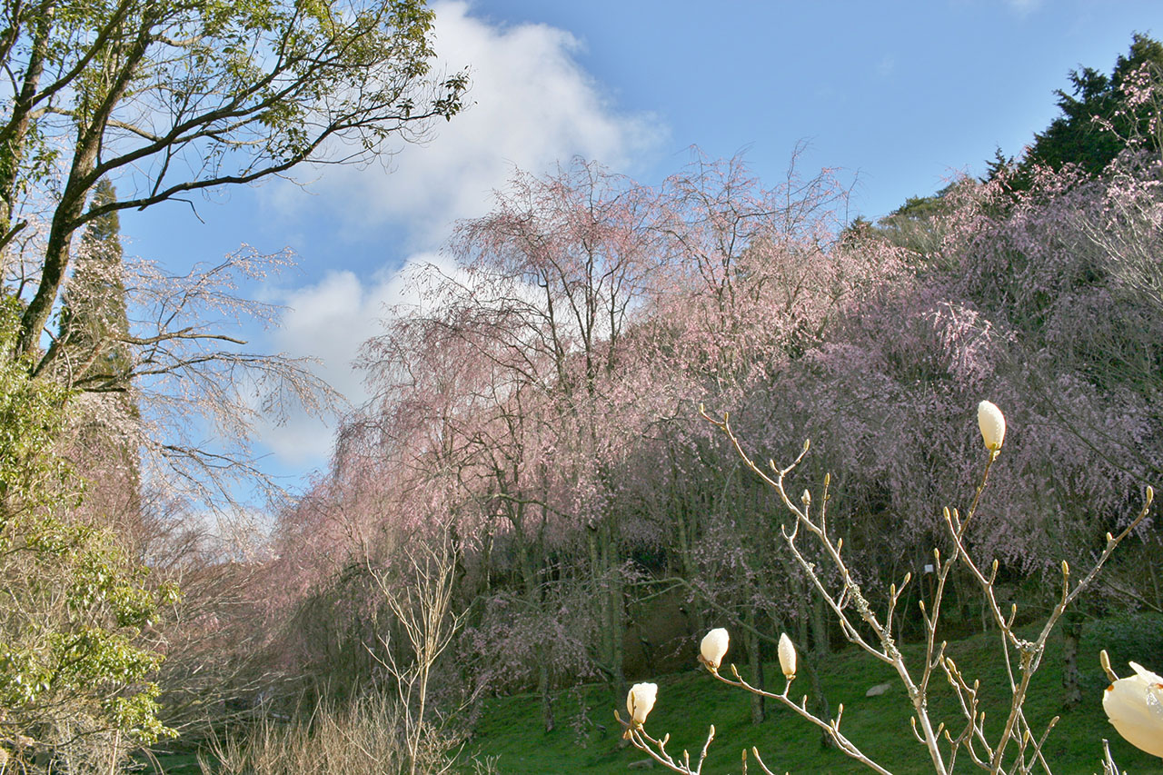 【お花見特集2020】桜の時期だけオープンするしだれ桜の並木道「甲山ふれあいの里」