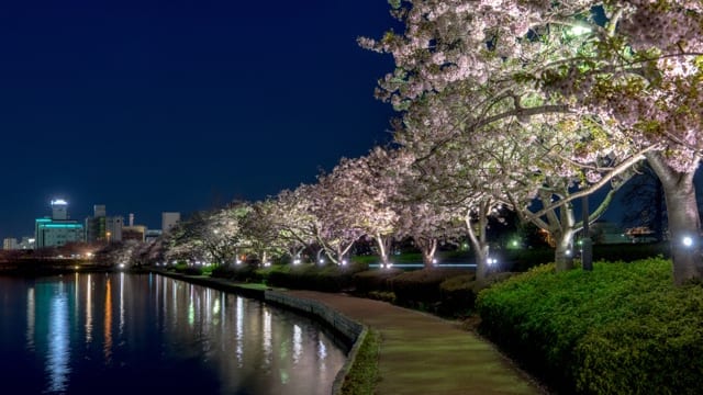 お花見特集 湖を囲むように続く桜並木の遊歩道 千波湖 Tabizine 人生に旅心を