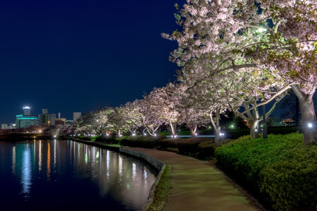 お花見特集 湖を囲むように続く桜並木の遊歩道 千波湖 Tabizine 人生に旅心を