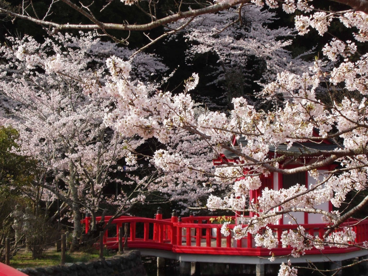 お花見特集 弁天湖の赤い橋の風情ある桜景色 茂原公園 Tabizine 人生に旅心を