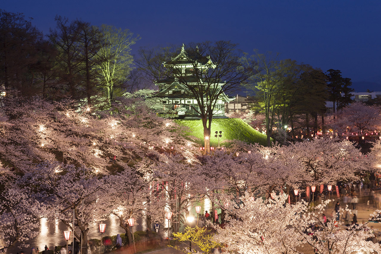 【お花見特集2020】約３千本のぼんぼりが優しく桜を照らす「高田公園」