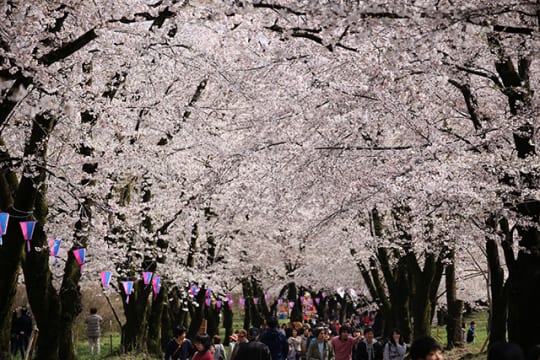 地元の人々が実現した3.5kmに及ぶ長い桜並木「赤城南面千本桜」 | TABIZINE～人生に旅心を～