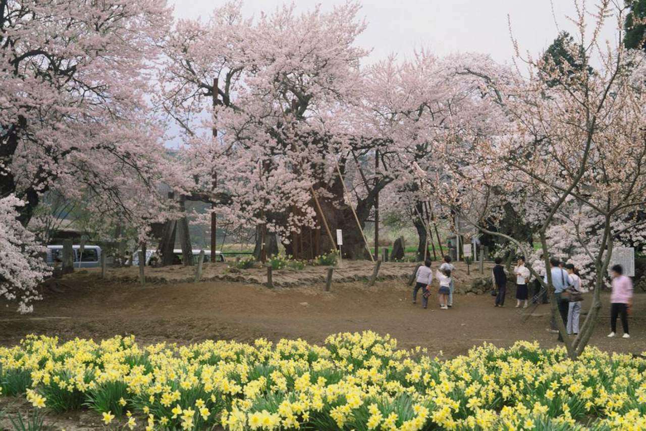 山梨県「山高神代桜」実相寺