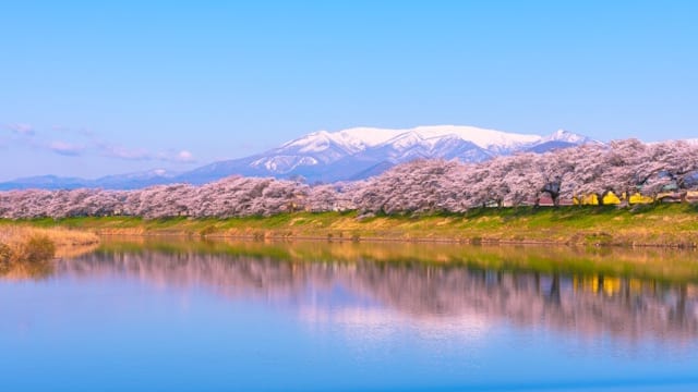 お花見特集 蔵王連峰を見渡す堤防両岸に８キロ続く桜並木 一目千本桜 Tabizine 人生に旅心を