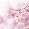 日本人ならぜひ覚えたい　風流漂う美しき「桜ことば」