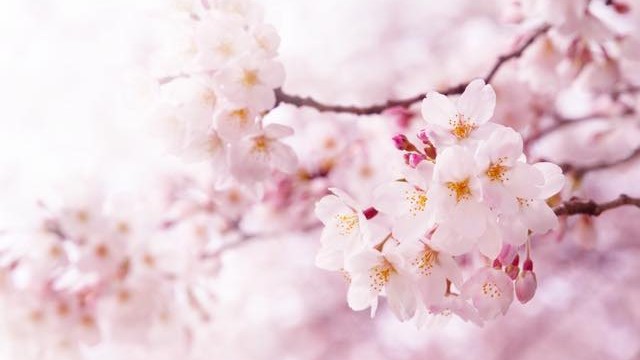 桜の季節に会話やメールで使ってみたい 風流漂う美しき 桜ことば Tabizine 人生に旅心を
