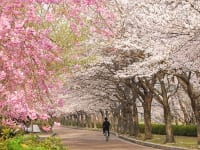 京都府亀岡市「七谷川 和らぎの道」