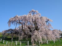 福島県三春町「三春滝桜」