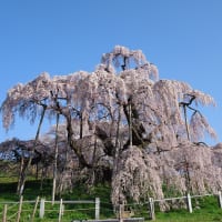 福島県三春町「三春滝桜」