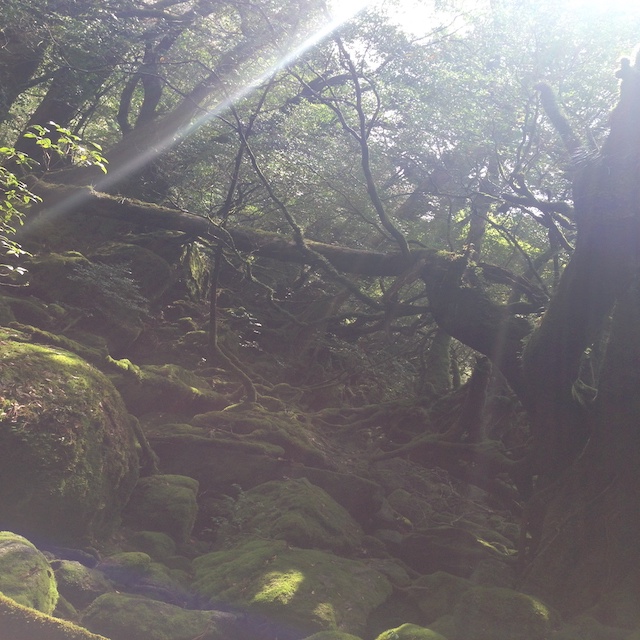 屋久島２　苔むす森