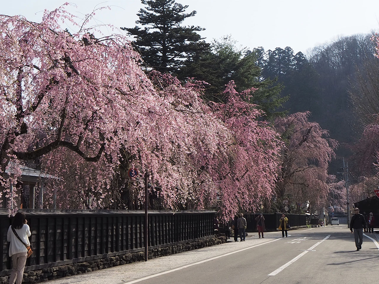 【お花見特集2020】桜の町「角館」２カ所の桜絶景ポイント