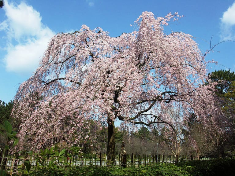 出水の枝垂桜