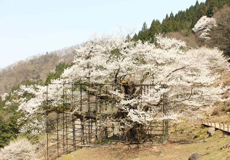 樽見の大桜