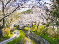 【京都】桜を愛でながら歩く、琵琶湖疏水沿いの道