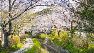 【京都】桜を愛でながら歩く、琵琶湖疏水沿いの道