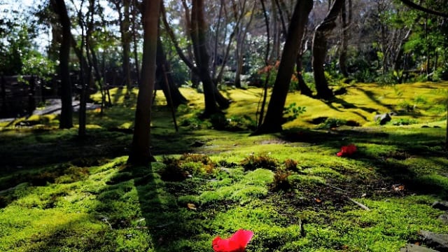 祇王寺」の小さなお庭で四季の美と心通わすひとときを【京都・奥嵯峨