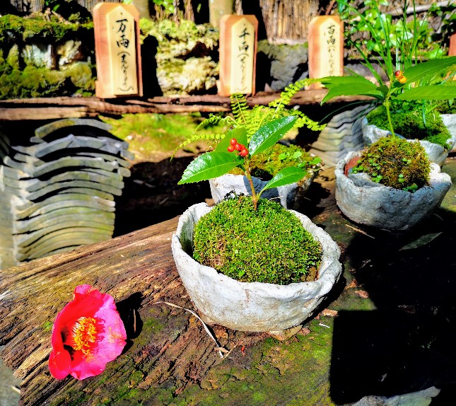 祇王寺　苔の盆栽