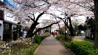 【都内】桜や新緑の季節に歩きたい目黒のプロムナード