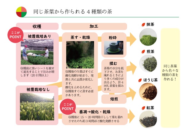 茶の豆知識