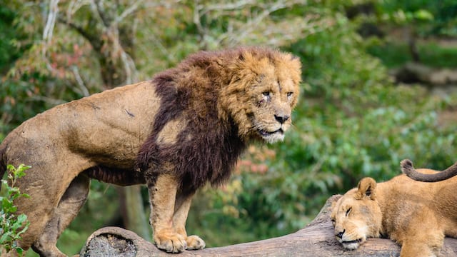 年4月8日更新 新型コロナウイルスによる全国動物園の休園情報 Tabizine 人生に旅心を