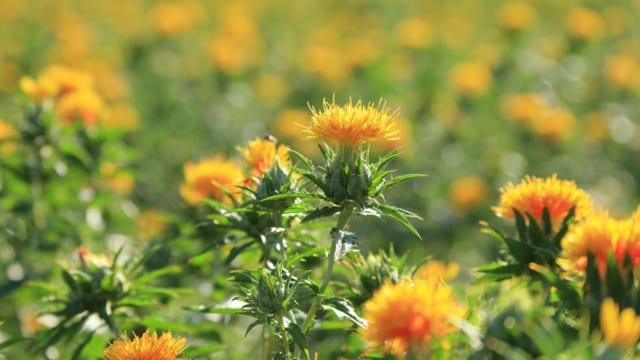 口紅や着物の染料になる 最上紅花 の魅力とは 山形の伝統文化を世界農業遺産へ認定申請 Tabizine 人生に旅心を