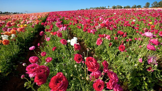 いつか見に行きたい世界の春絶景 カラフルな花々が遥か彼方へ続く カリフォルニア州ラナンキュラスの花畑 Tabizine 人生に旅心を