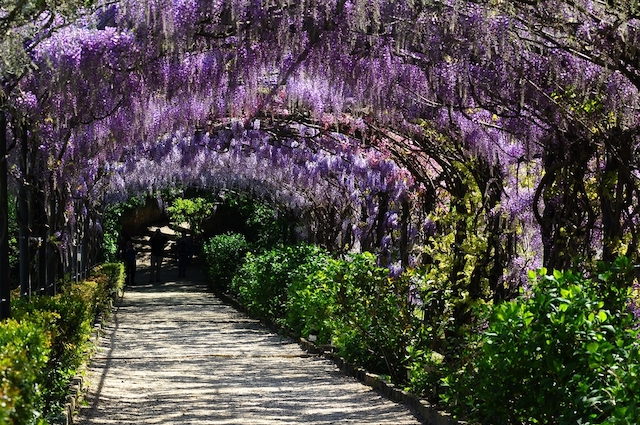 【いつか見に行きたい世界の春絶景】幻想的に咲き誇る藤の花のトンネル・フィレンツェ「バルディーニ庭園」