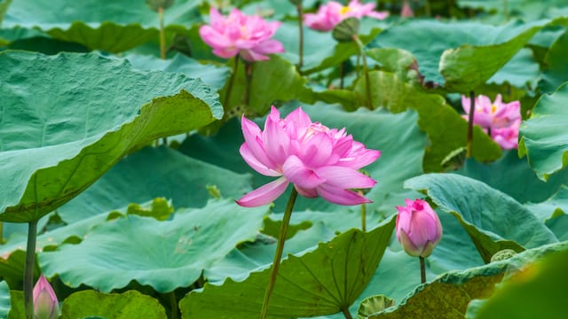 いつか見たい世界の初夏絶景】凛と咲き誇る数々の蓮の花「ベトナム