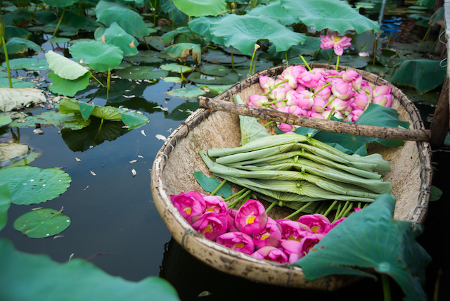 ベトナム・ハノイの蓮池