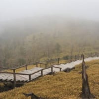 霧の木道
