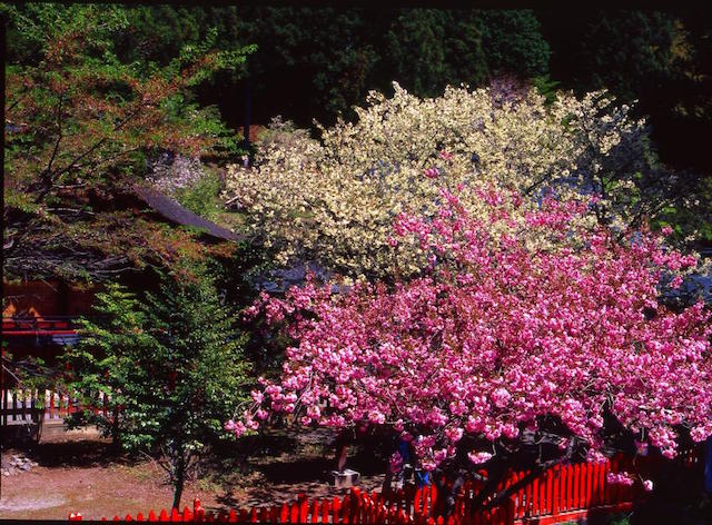 金桜神社　桜