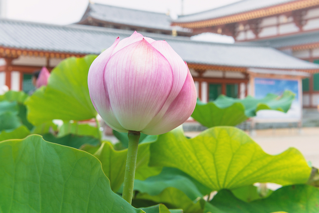 ２０２０年開運 奈良県のパワースポット３選 病気平癒 医薬の神様 金運上昇 Tabizine 人生に旅心を